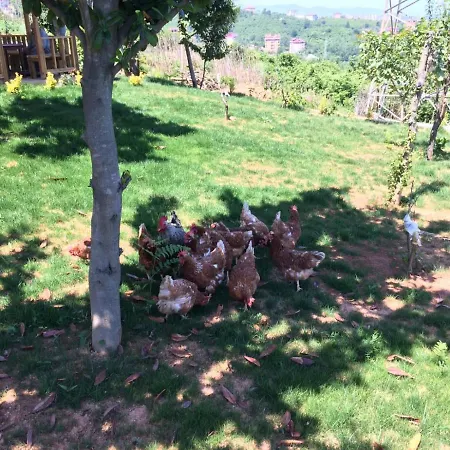 Menekse 2 Trabzon
